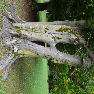 Gralis Bild