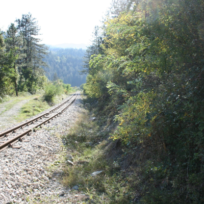 Gralis Bild