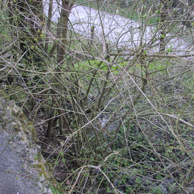Gralis Bild