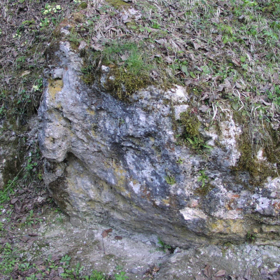 Gralis Bild