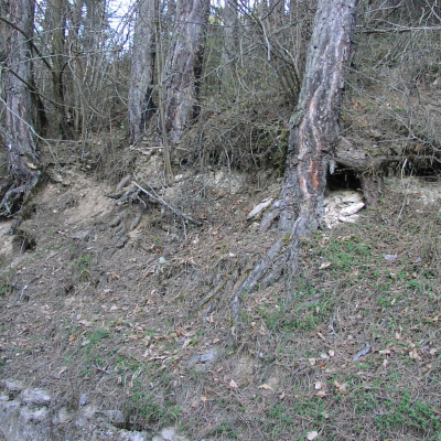Gralis Bild