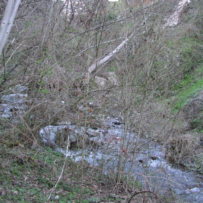 Gralis Bild