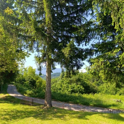Gralis Bild