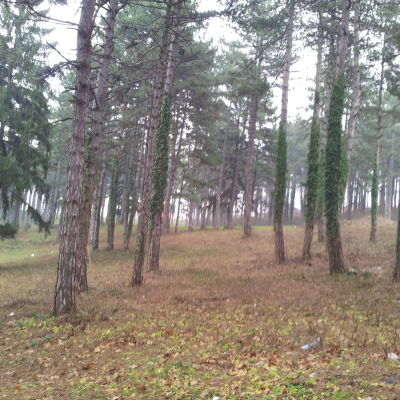 Gralis Bild