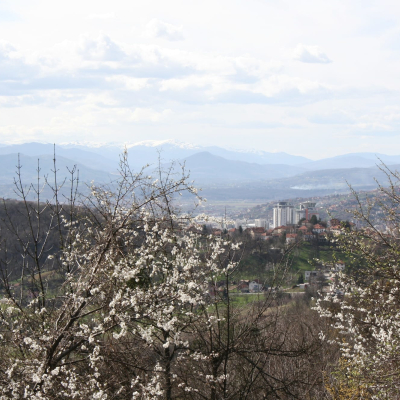 Gralis Bild