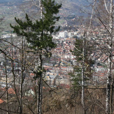 Gralis Bild
