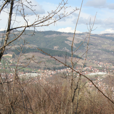 Gralis Bild