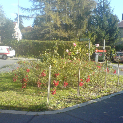 Gralis Bild