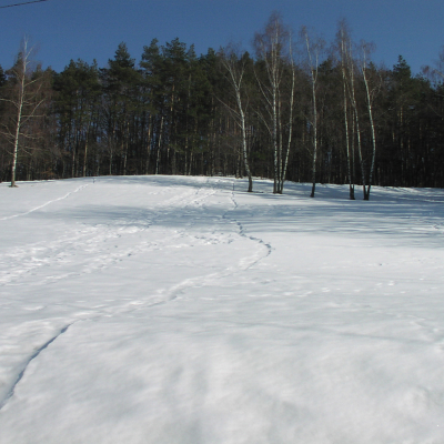 Gralis Bild