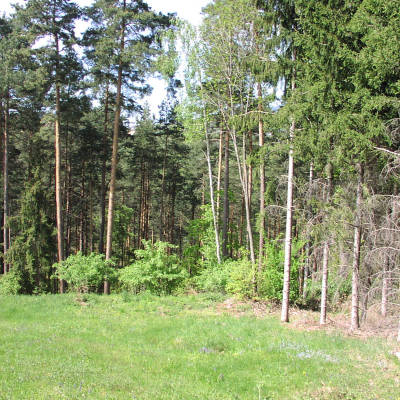 Gralis Bild