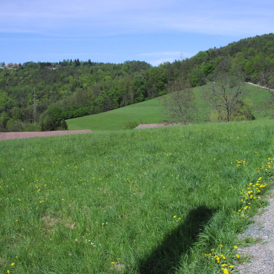 Gralis Bild