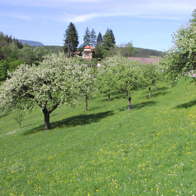 Gralis Bild