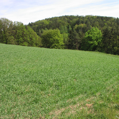 Gralis Bild