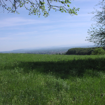 Gralis Bild