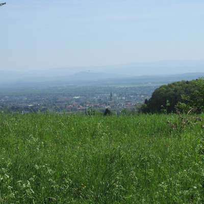 Gralis Bild