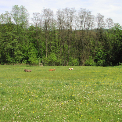 Gralis Bild