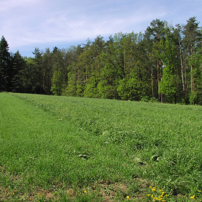 Gralis Bild