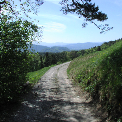 Gralis Bild