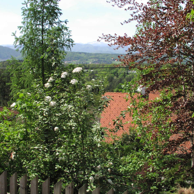 Gralis Bild