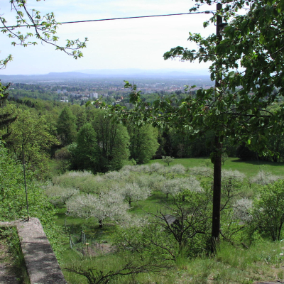 Gralis Bild