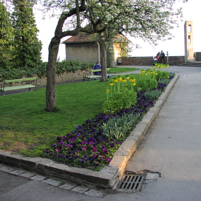 Gralis Bild