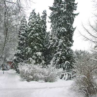 Gralis Bild