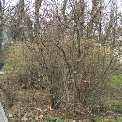 Gralis Bild