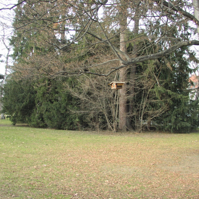 Gralis Bild