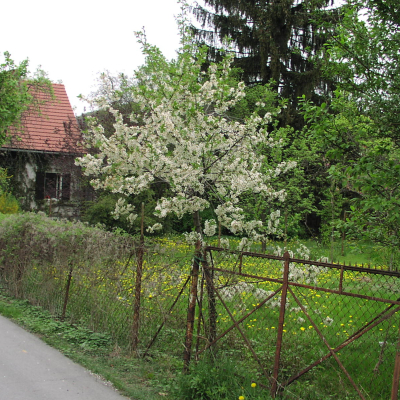 Gralis Bild