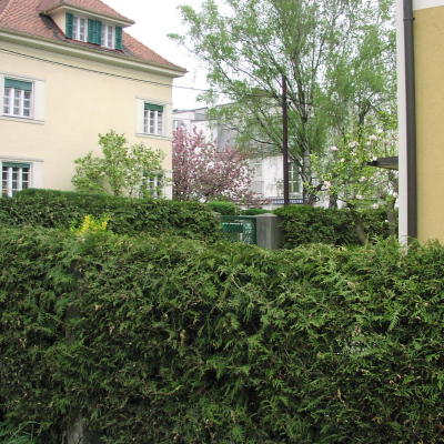 Gralis Bild