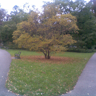 Gralis Bild