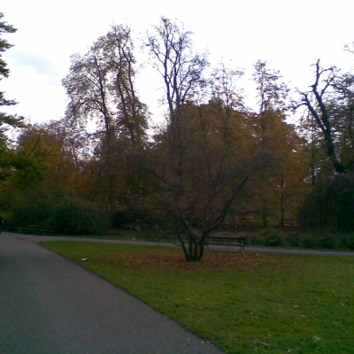 Gralis Bild