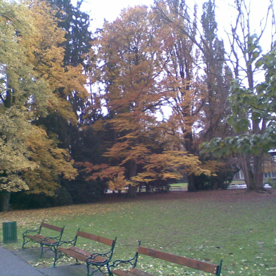 Gralis Bild