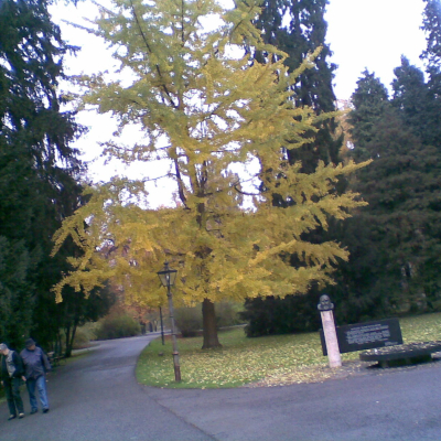 Gralis Bild