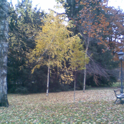 Gralis Bild