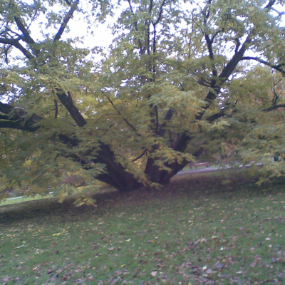 Gralis Bild
