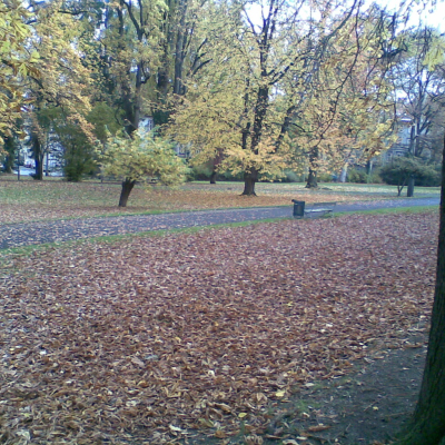 Gralis Bild