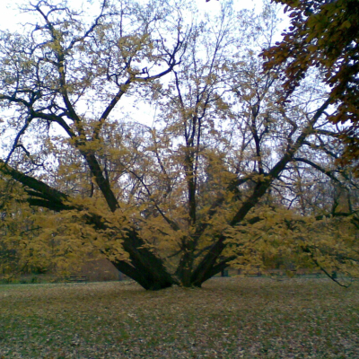 Gralis Bild