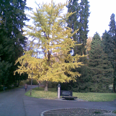 Gralis Bild