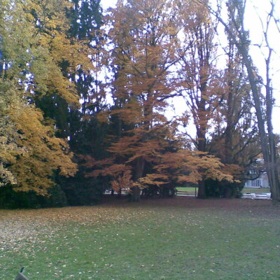 Gralis Bild