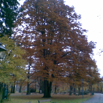 Gralis Bild
