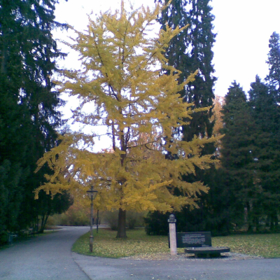 Gralis Bild