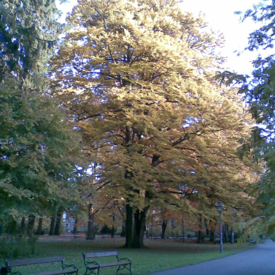 Gralis Bild