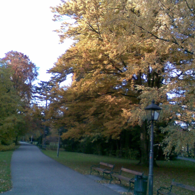 Gralis Bild