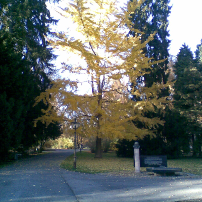 Gralis Bild