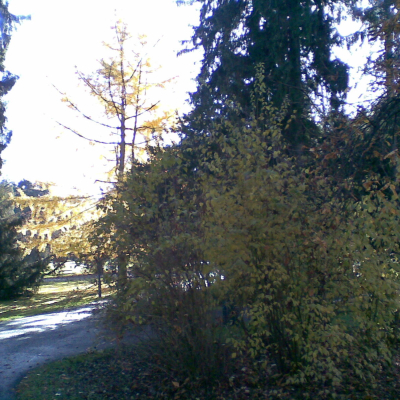 Gralis Bild