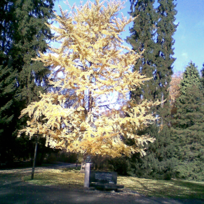 Gralis Bild