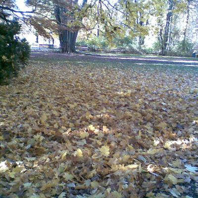 Gralis Bild