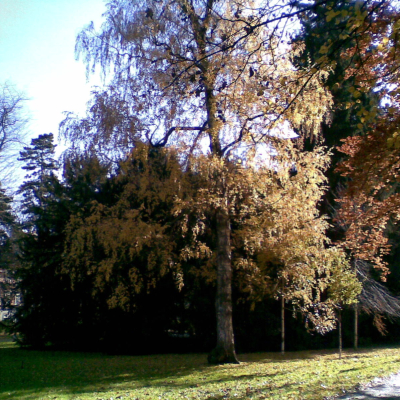 Gralis Bild