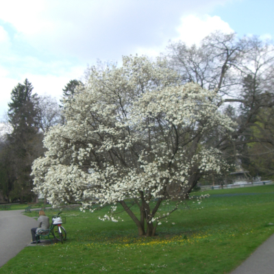 Gralis Bild